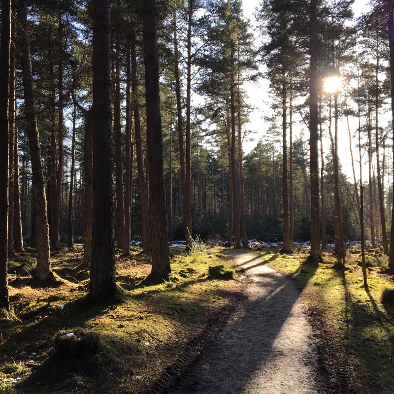 Daviot Woods, Inverness